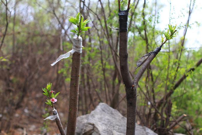 14,清明节时嫁接的桃树枝条,不仅成活还开出了桃花.