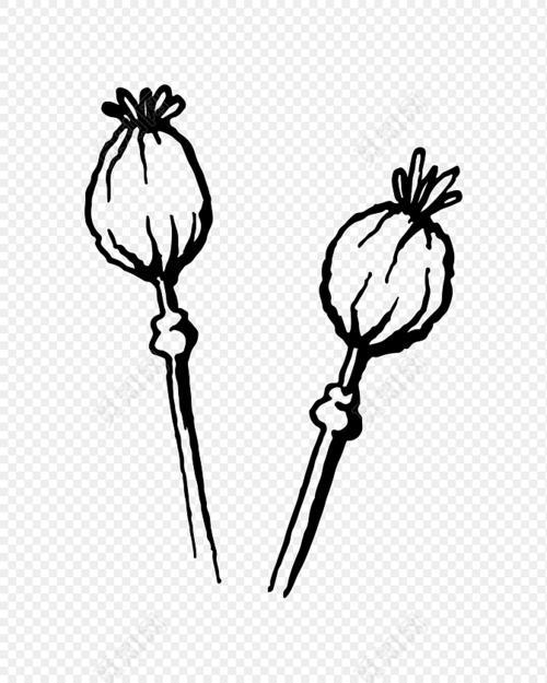 罂粟简笔画视频