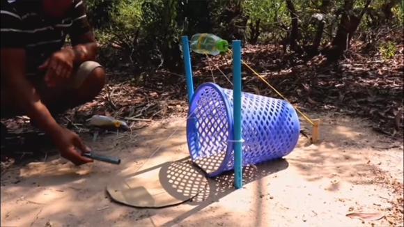 农村小伙用垃圾筐制作捕鸟神器,鸽子轻松被套路