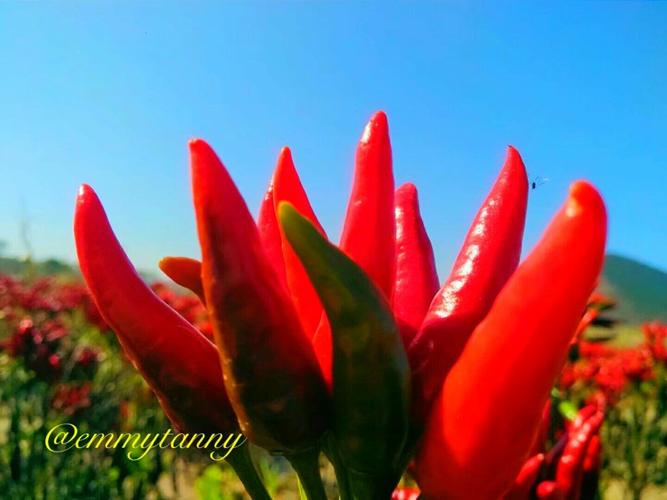 热水汤——辣椒红中的沉迷