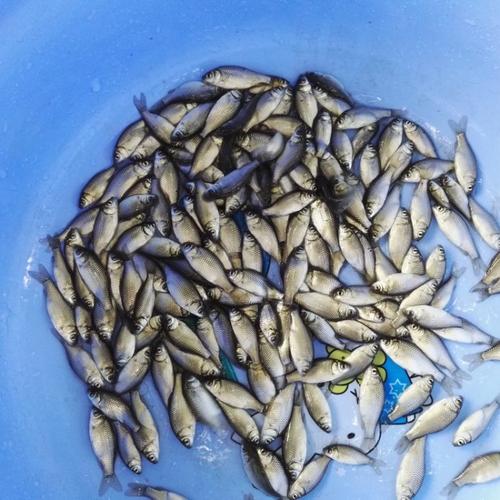 广州鱼苗淡水中科3号鲫鱼苗鱼苗批发杂交鲫鱼苗