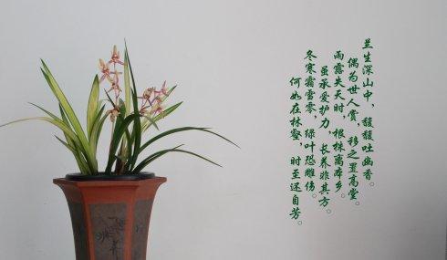 他看了颇为不悦,他说我辛辛苦苦养了这么多兰花,难道不值得赞扬?