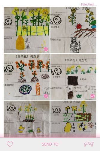 看了油菜花,还完成了调查表,孩子们从未知到有了初步了解.