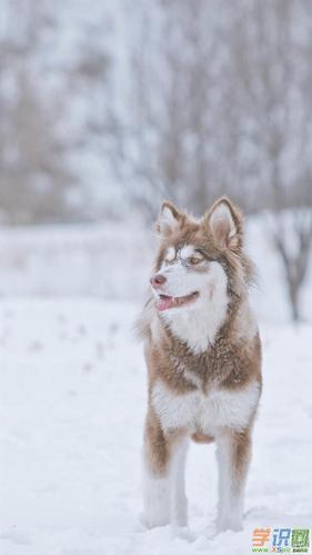 精美手机壁纸竖屏图片