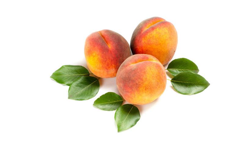 桃子树叶子起卷是什么原因