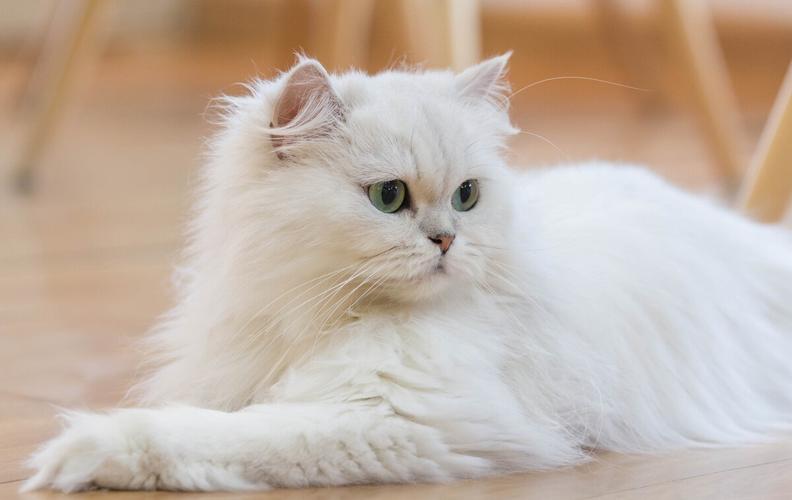 最适合家养的十大猫咪品种排名