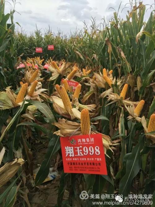 奔跑吧!国审翔玉998 国家农业部主推玉米新品种