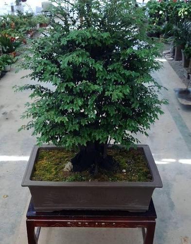 小叶紫檀:盆栽做到此2点,枝叶可散发出香味,让人神清气爽