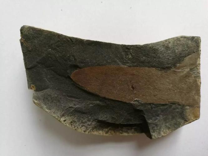 笔石,海绵,三叶虫…… 这个周日,跟着地质专家来寻古生物化石!