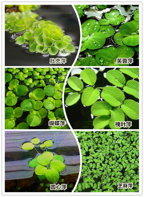 红毛丹浮萍 限时特卖