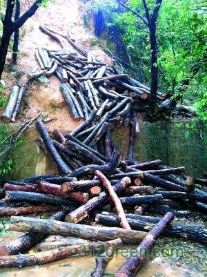 广州天河区燕岭公园松树遭砍伐