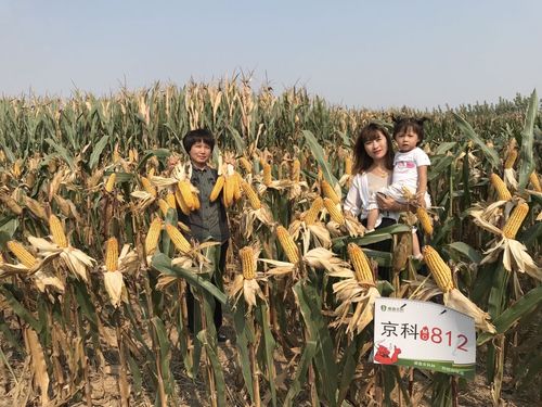 国审超级玉米新品种—京科mc812