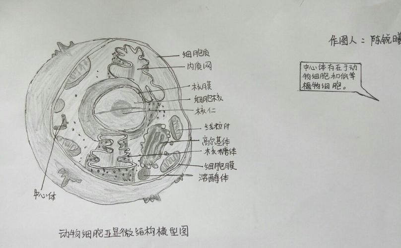 浏阳田中c1615生物作业(第一季)细胞结构模式图