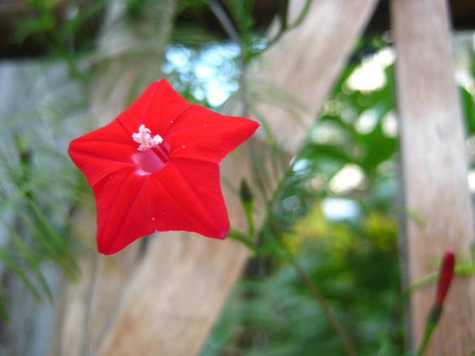 五角星花的火红年华