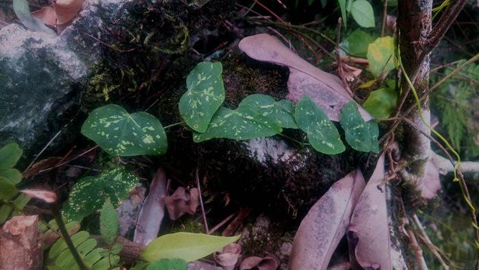 野生原生下山蝴蝶藤观叶植物 藤蔓 水陆缸生态缸热带雨林造景素材