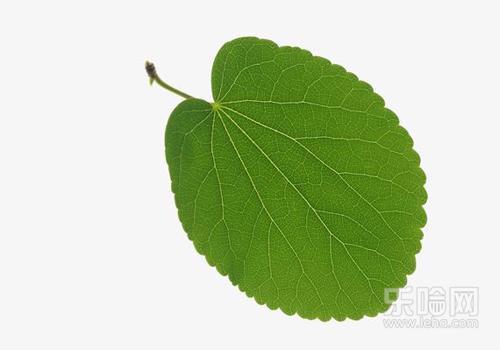 桑叶的作用与功效及副作用