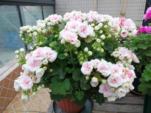 天竺葵"国王",优秀的阳台盆栽花,好看又好养,冬天也有