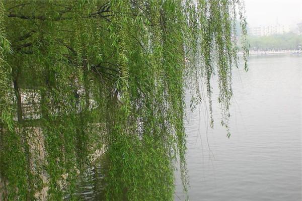 蓬莱金丝垂柳苗低价急售