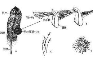 feather 简介/正羽 编辑 正羽又称翮羽,是被覆在鸟类体表的大型羽片