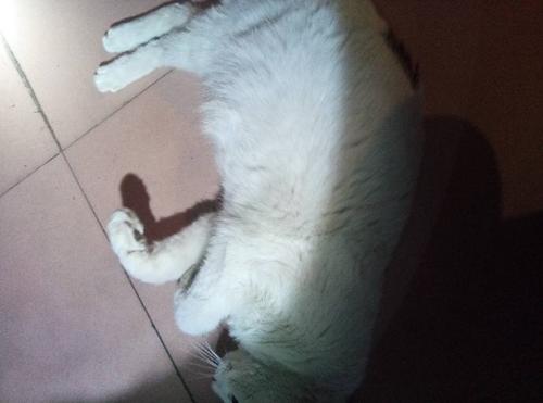 小猫怀孕了 乳头都能挤出奶了 大概还要多久下崽啊