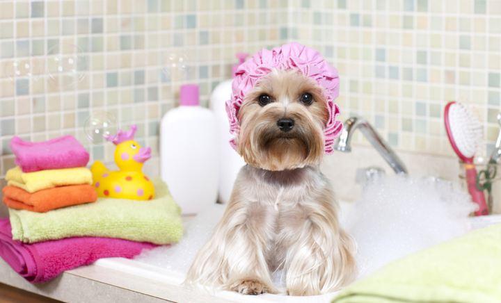 派乐宠物生活馆