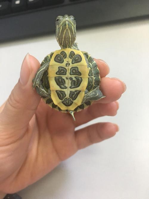 小巴西龟公母如何区分