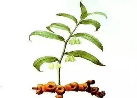 黄精,是中药的一种,又名:鸡头黄精,黄鸡菜等,为药用植物,很多人对于