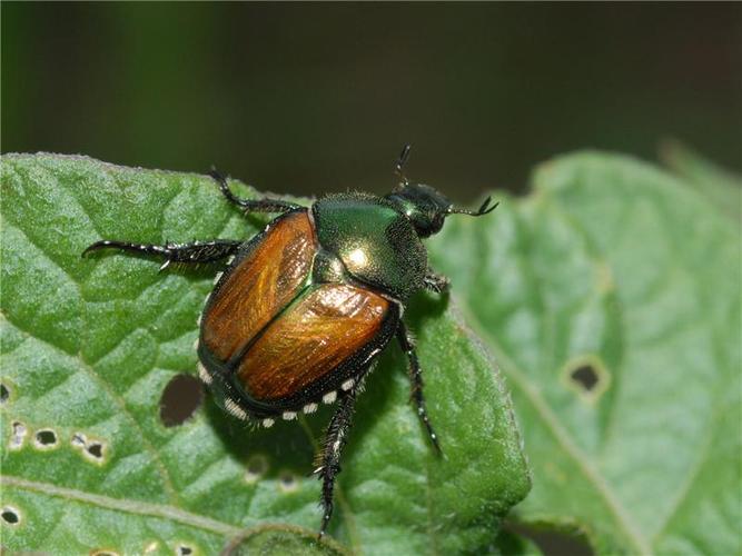 japanese beetle