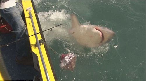 英国垂钓者意外钓上408斤24米大鲨鱼后放生图