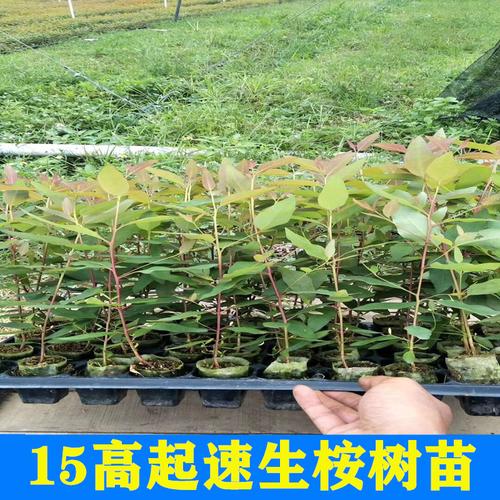 速生桉树苗广26广29广9桉树苗复绿苗绿化造林苗 基地