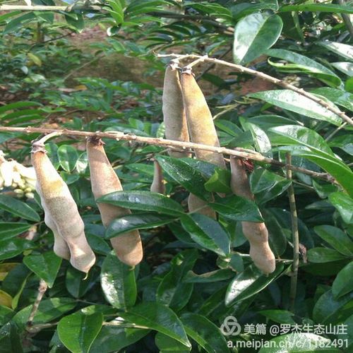 岩豆     具有祛风除湿,活血止痛之功效.