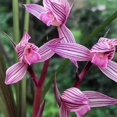 春剑铭品:水晶红素