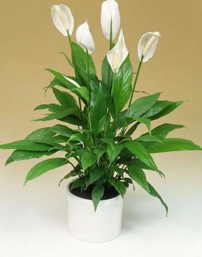 吸甲醛你家绿植到底摆够了吗