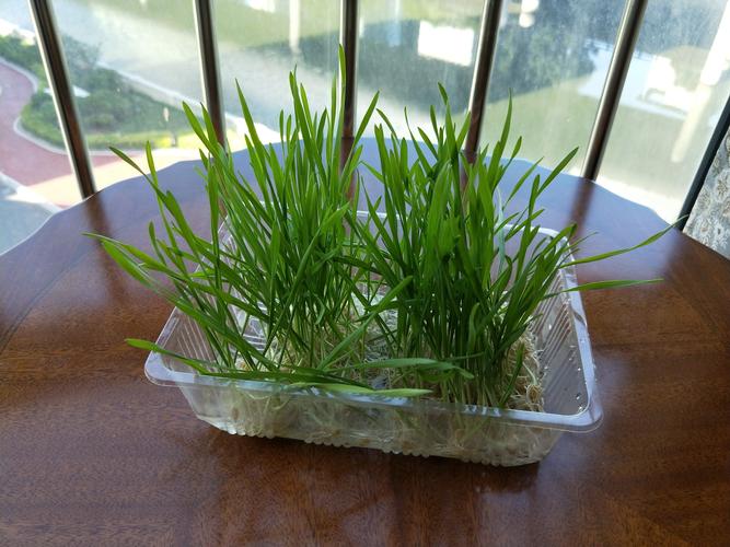 浅谈水培小麦草