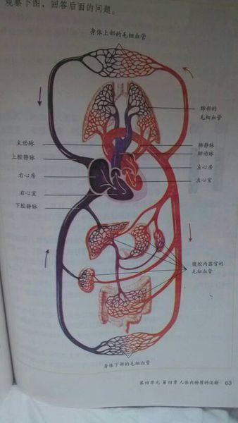 "肺动脉"是静脉血,还是动脉血,求解答.