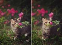 小猫赏花香表情显陶醉 超可爱的20张图