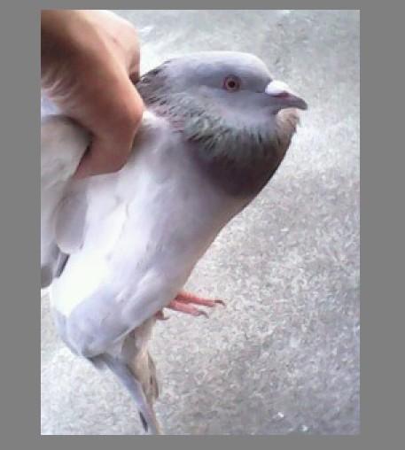 鸽子公母怎么分辨