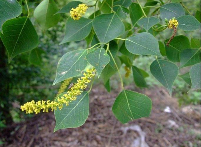 乌桕树,又称木子树,为工业用木本油料树种之一,广泛分布于中国南方.