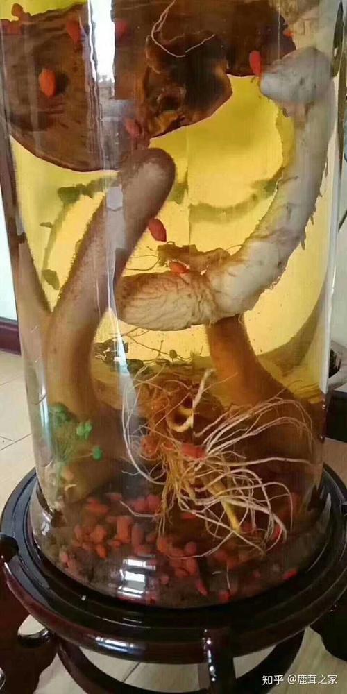 补肾壮阳的酒怎么泡?泡药酒注意事项?