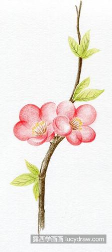海棠花怎么画?详细的彩铅画法是什么?