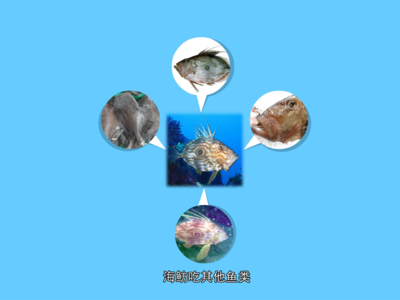 海鲂鱼