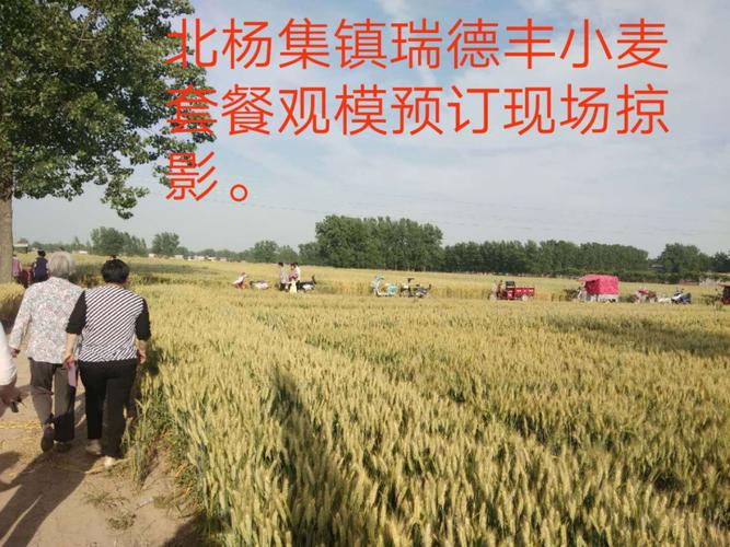 瑞德丰小麦套餐观模预订在田间.