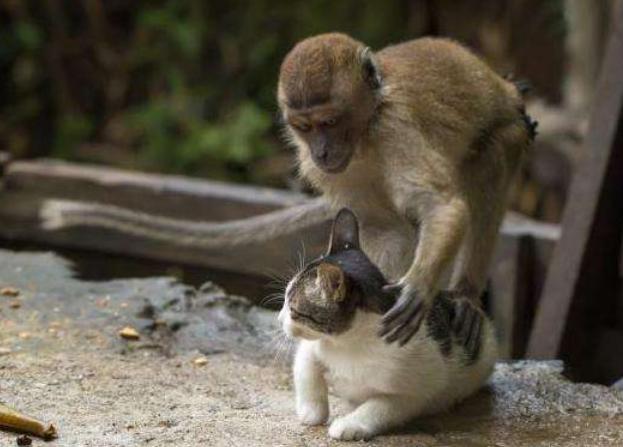 猫咪朝着猴子就是一巴掌,猴哥可不是吃亏的主,下一秒猫咪惨了