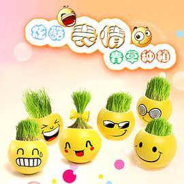 办公室迷你植物盆栽 diy摆件微景观生态瓶 qq表情草娃娃魔豆草种