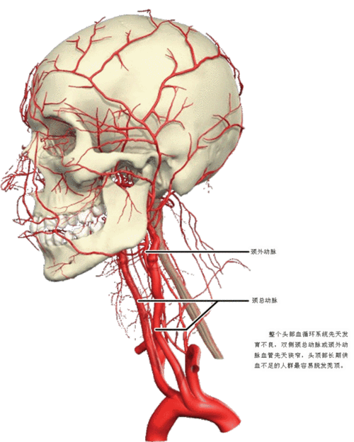 人体血管3d高清图~珍藏版.