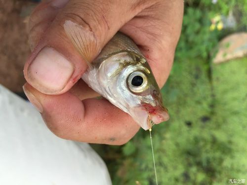 红尾鲴鱼,嘴巴特写,天包地