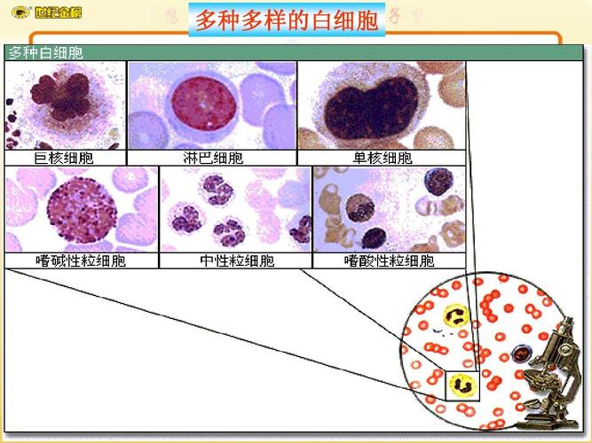 多种多样的白细胞