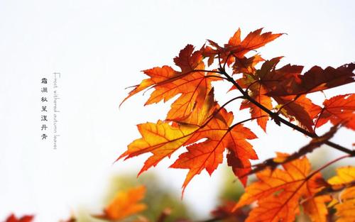 霜凋秋叶澓丹青,高清壁纸图片,非主流-回车桌面