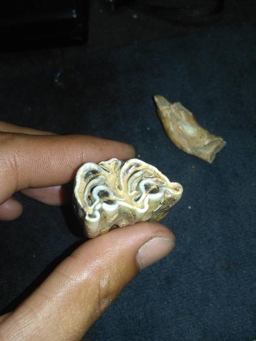 老师这是恐龙的牙齿么,有两个手指那么大,在我所知的动物中,没有那种