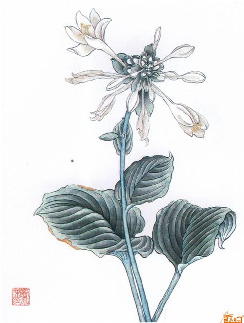 名家 刘尔荣 工笔 - 玉簪花